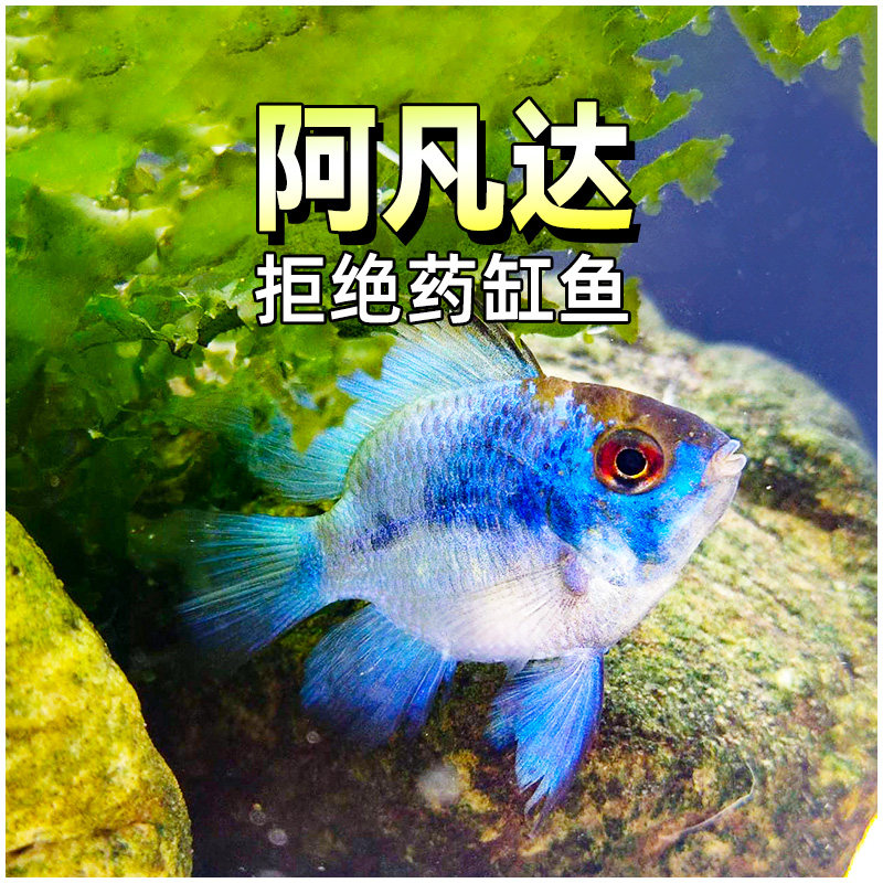 阿凡达蓝波子宝蓝凤凰球短鲷热带图片