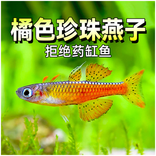 橘色珍珠燕子鱼蓝霓虹阿鲁橘红燕子珍珠草缸热带鱼群游活体