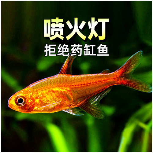 广州发货喷火灯入缸包活颜色鲜艳