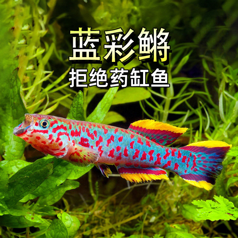 蓝彩鳉鱼漂亮宝贝梦幻七彩鳉鱼黄金火焰鳉小型热带观赏鱼淡水活体