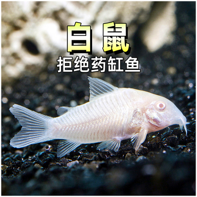白鼠鱼清理鱼缸食物残渣