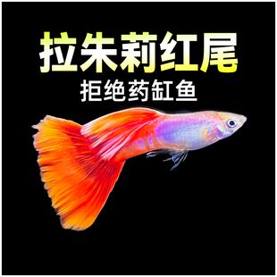 拉朱莉红尾孔雀鱼精品纯种小型拉珠莉红尾紫尾凤尾鱼草缸观赏鱼