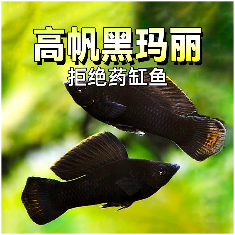 胎生鱼高帆黑玛丽鱼热带高鳍观赏鱼金银玛丽小型淡水鱼新手活体鱼
