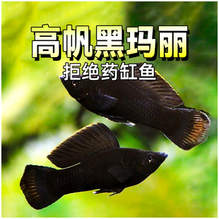 胎生鱼高帆黑玛丽鱼热带高鳍观赏鱼金银玛丽小型淡水鱼新手活体鱼
