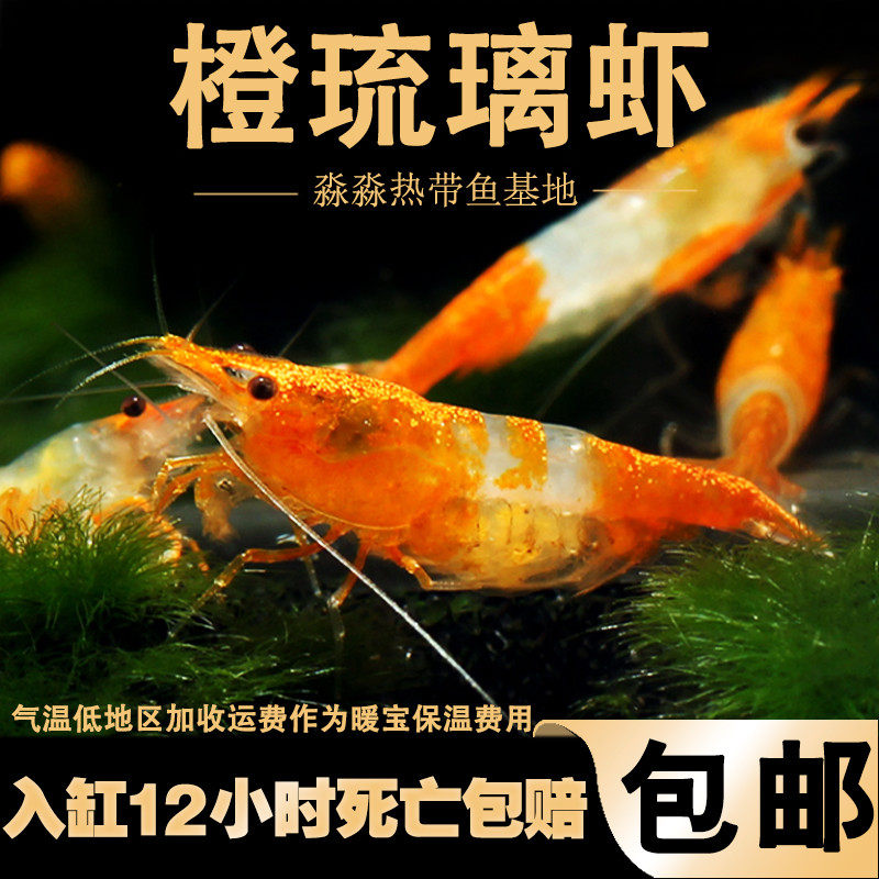 橙琉璃虾淡水冷水观赏宠物虾橙红色琉璃米虾橘黄色玻璃透明虾活体