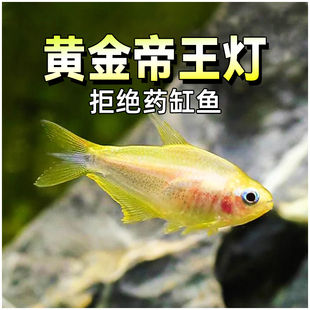 黄金帝王灯鱼稀有帝王灯黑帝王水草缸混养群游热带淡水观赏灯科鱼