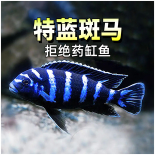 特蓝斑马鱼三湖慈鲷热带艳丽观赏鱼活体新手耐活好养小型宠物鱼
