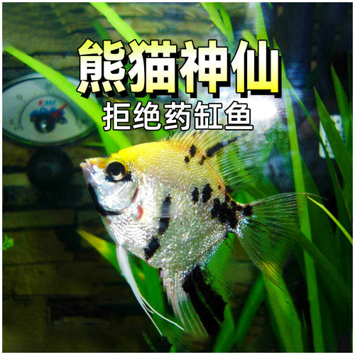 七彩神仙鱼熊猫神燕鱼