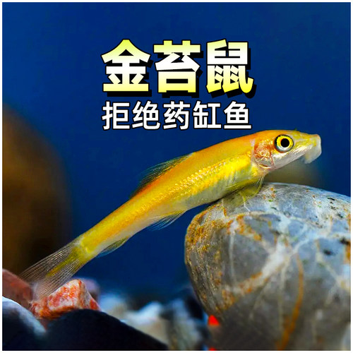 清道夫除藻工具鱼金苔鼠