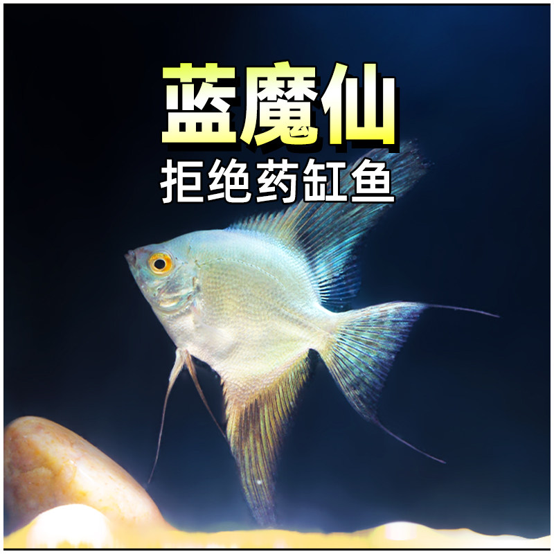 神仙鱼燕鱼德系蓝魔鬼燕鱼五栋线蓝魔鬼燕神仙鱼红魔鬼活体观赏鱼