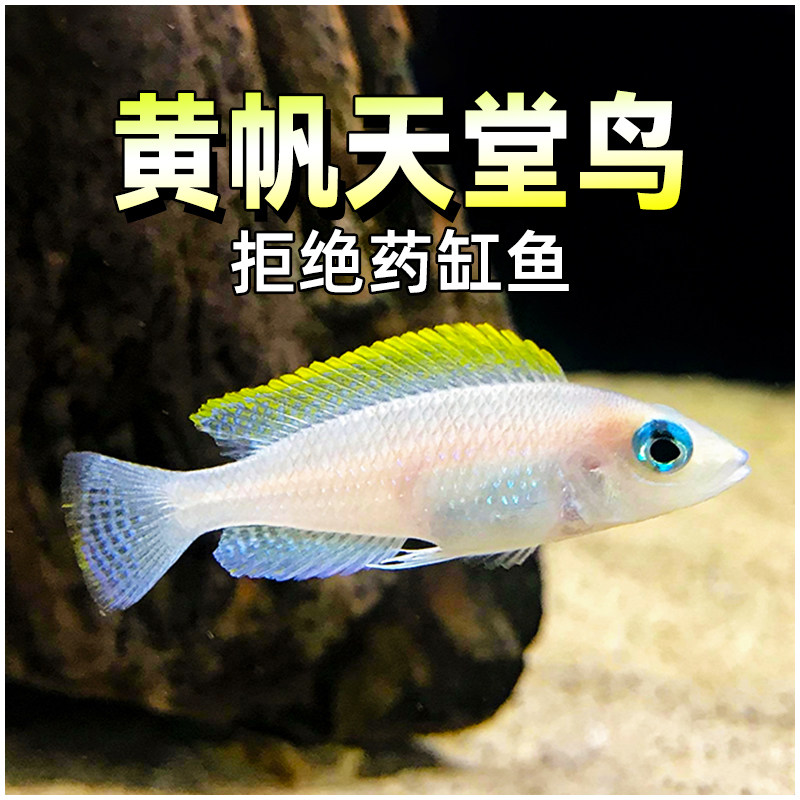 黄帆天堂鸟活体鱼三湖慈鲷