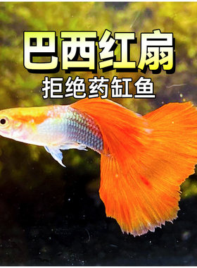 巴西红扇折扇红礼服精品孔雀鱼