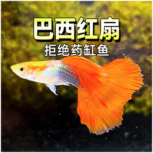 巴西红扇孔雀鱼折扇红礼服精品大尾巴怀孕母鱼临产水草缸热带淡水