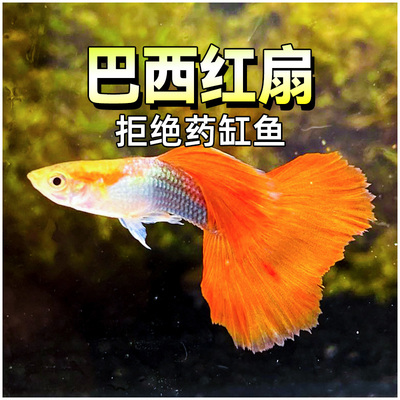 巴西红扇折扇红礼服精品孔雀鱼