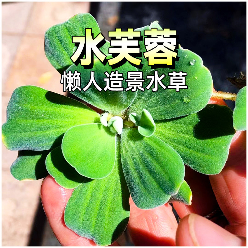 水芙蓉水葫芦漂浮水草净化水质池塘庭院植物鱼虾龟缸造景水培植物,宠物/宠物食品及用品,水草,淘宝优惠券,粉丝福利购,淘宝优惠卷
