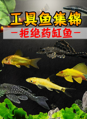 清道夫鱼缸工具鱼除藻工具鱼包邮