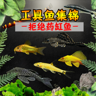 清道夫鱼缸工具鱼除藻工具鱼