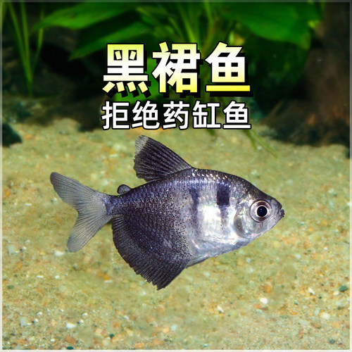 长尾黑裙鱼黑老虎天使鱼热带鱼观赏鱼小型热带淡水
