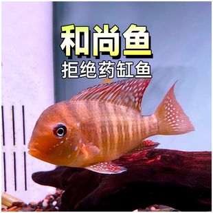 和尚鱼南美慈鲷热带观赏鱼小型大头和尚关刀鱼草缸食土鲷鱼活体