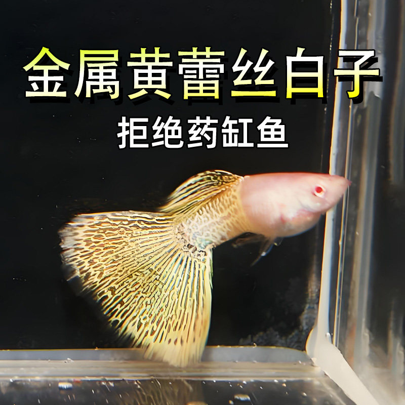 金属黄蕾丝白子热带淡水粉嘟嘟