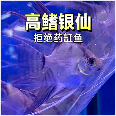 高鳍银仙神仙鱼活鱼燕鱼