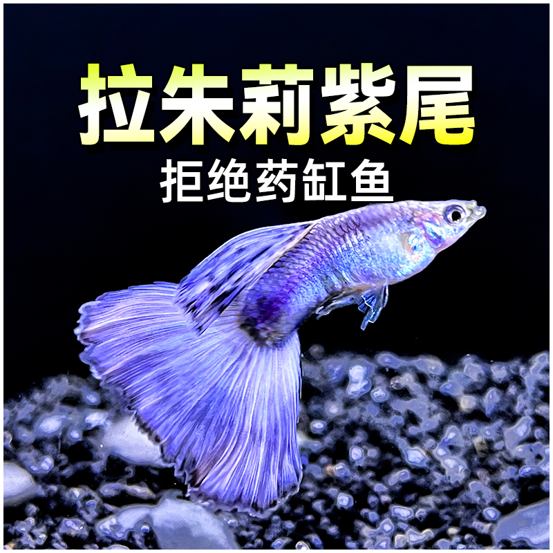 拉朱莉紫尾孔雀鱼精品红尾凤尾鱼
