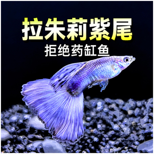 精品朱莉紫尾孔雀鱼凤尾鱼拉朱莉红尾赛级凤尾鱼小型热带鱼观赏鱼