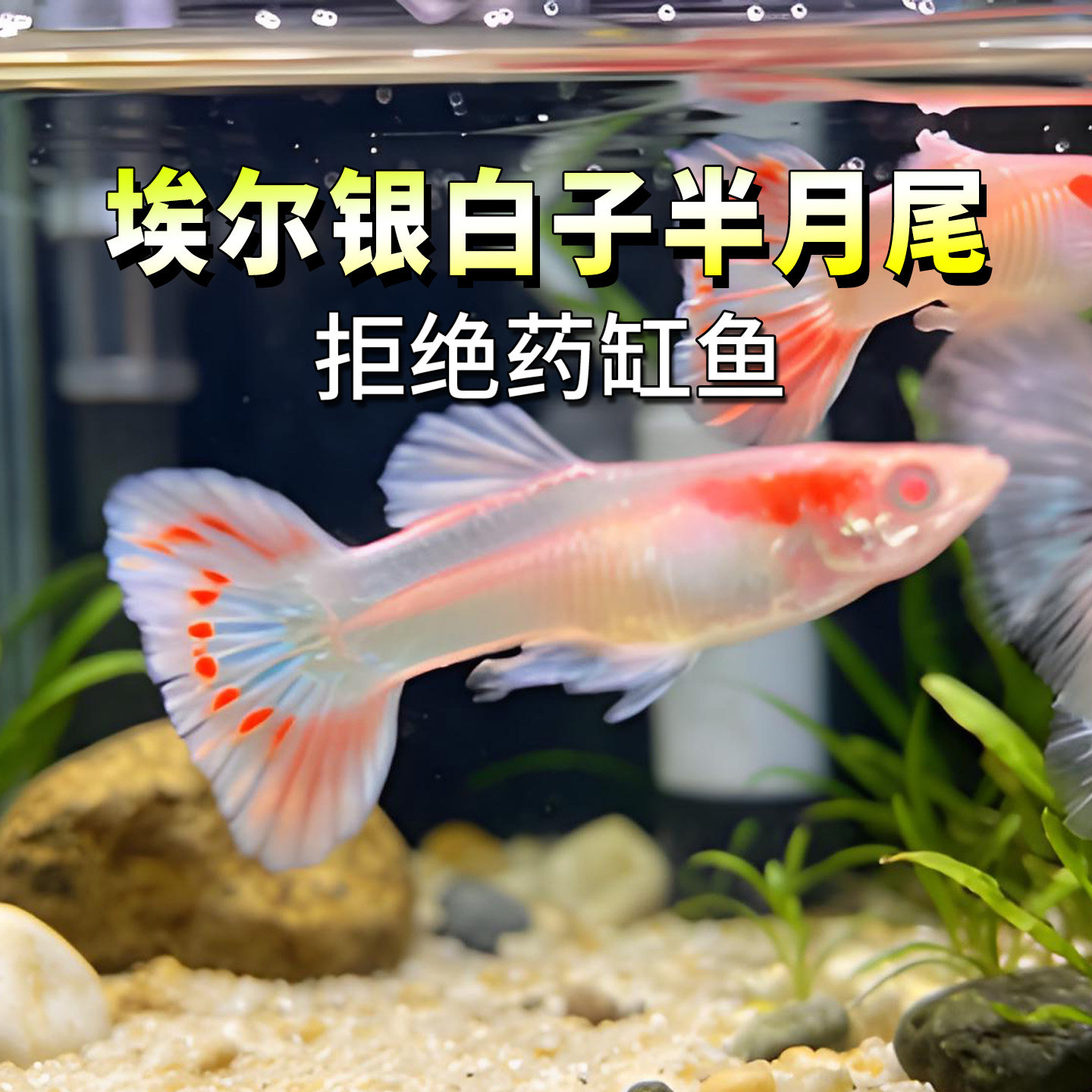 埃尔艾尔银白子半月尾热带淡水鱼