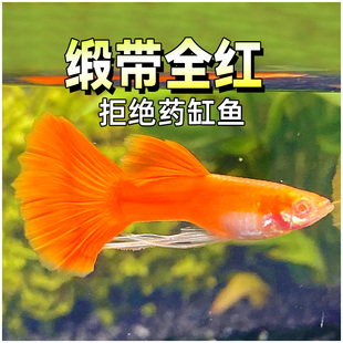 缎带美国全红孔雀鱼包免邮精品纯种稀有品种红色大C观赏热带凤尾