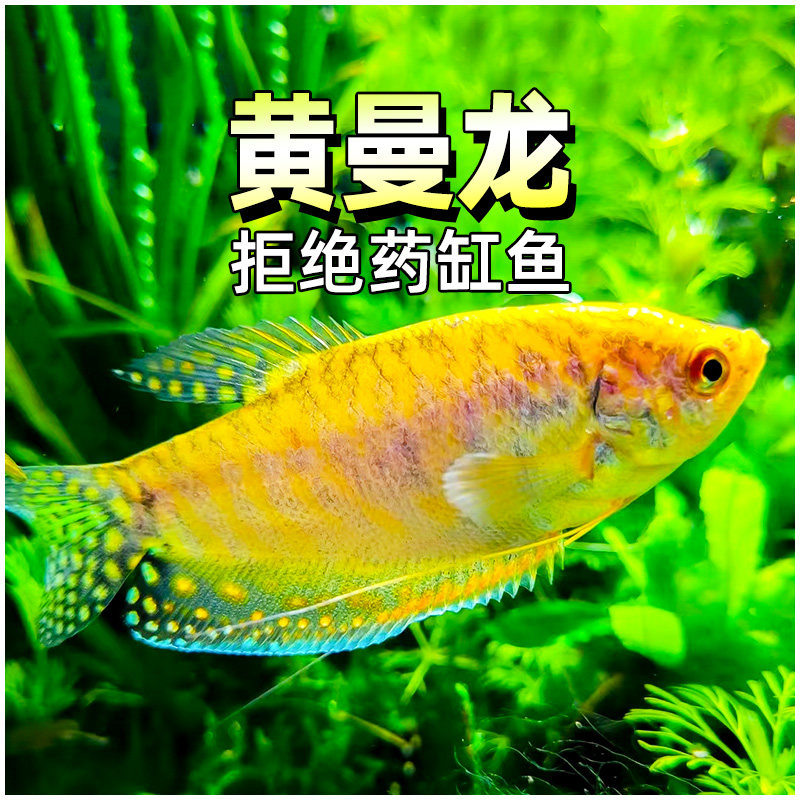 黄曼龙热带鱼淡水鱼不打氧小型观赏鱼曼龙鱼金蓝曼龙鱼好养耐活