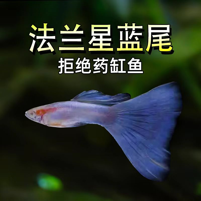 法兰星蓝尾孔雀鱼热带观赏鱼