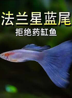 法兰星蓝尾孔雀鱼热带观赏鱼