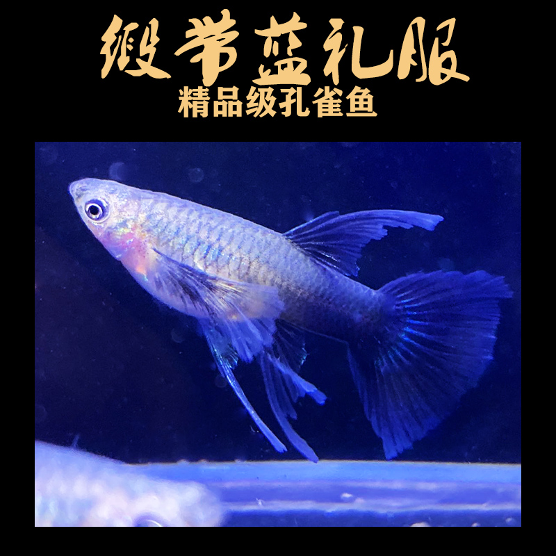 缎带蓝礼服孔雀鱼免邮稀有品种