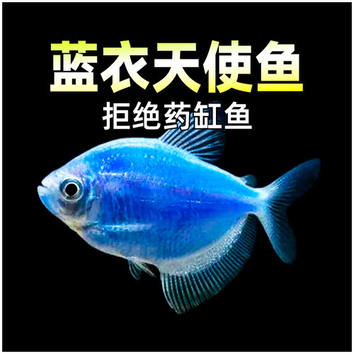 蓝衣天使观赏鱼七彩天使鱼