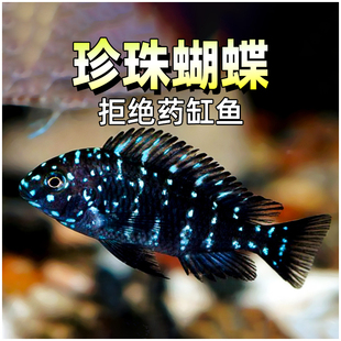 珍珠蝴蝶鱼三湖慈鲷坦鲷蓝面黑白蝴蝶慈鲷鱼类坦湖观赏热带鱼活体