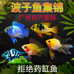 金波子阿凡达凤凰鱼短鲷鱼皮卡丘宝篮球热带观赏鱼活体小型淡水鱼