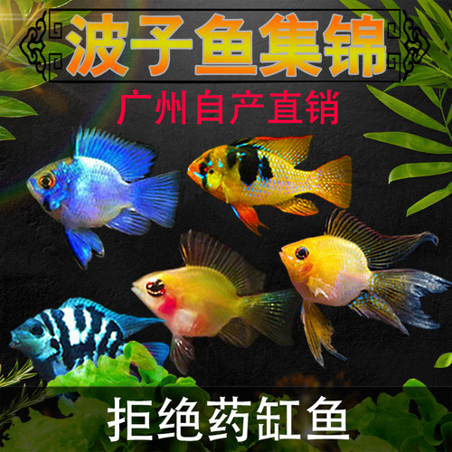 金波子阿凡达凤凰鱼球鱼淡水宠物