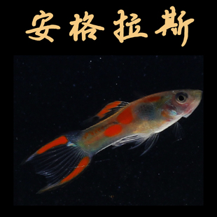 安格拉斯鱼熊猫双剑精灵孔雀凤尾胎生繁殖热带观赏鱼活体公母五彩