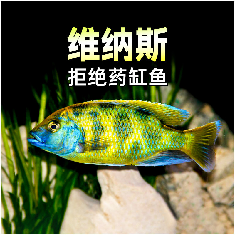 维纳斯三湖慈鲷活体观赏鱼中小型慈鲷马鲷鱼草缸新手好养淡水鱼