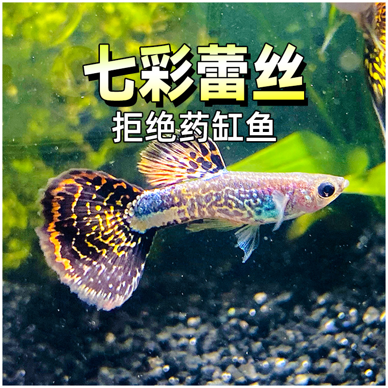 七彩蕾丝孔雀鱼龙鳞热带淡水观赏胎生新手入门精品小型水草缸活体 宠物/宠物食品及用品 鱼 原图主图