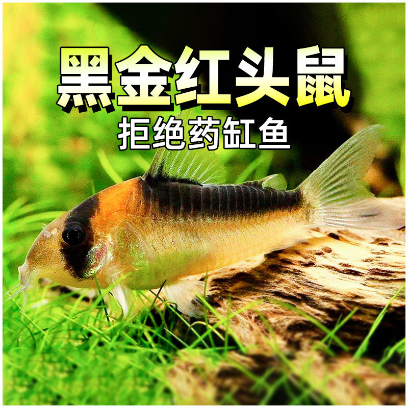 黑金红头鼠鱼老鼠鱼黑金鼠白老鼠花老鼠珍珠鼠茉莉鼠蓝鼠鱼
