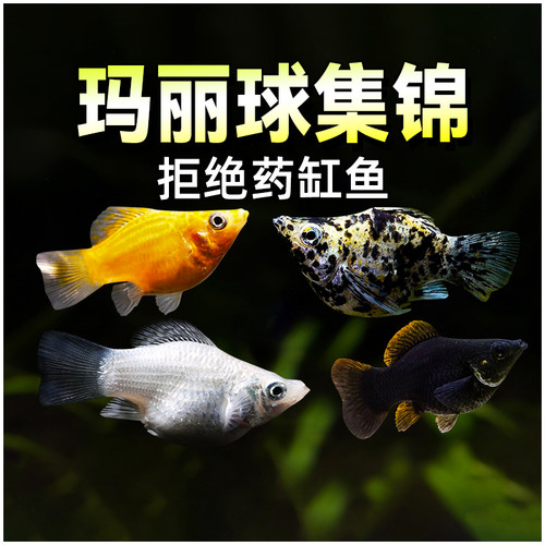玛丽鱼胎生鱼热带观赏鱼