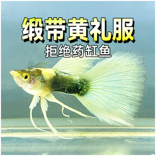 缎带黄礼服孔雀鱼德系象牙白大c精品大尾巴活鱼怀孕母鱼临产草缸