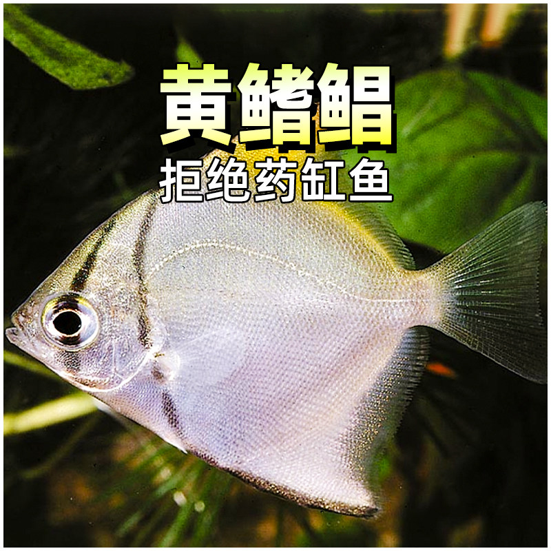 黄鳍鲳鱼珊瑚神仙鱼海水鱼淡化人工繁育群游蝙蝠鲳鱼大眼鲳淡水鱼