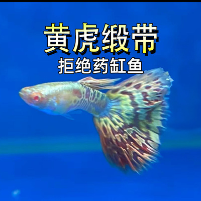黄虎孔雀鱼缎带礼服观赏热带
