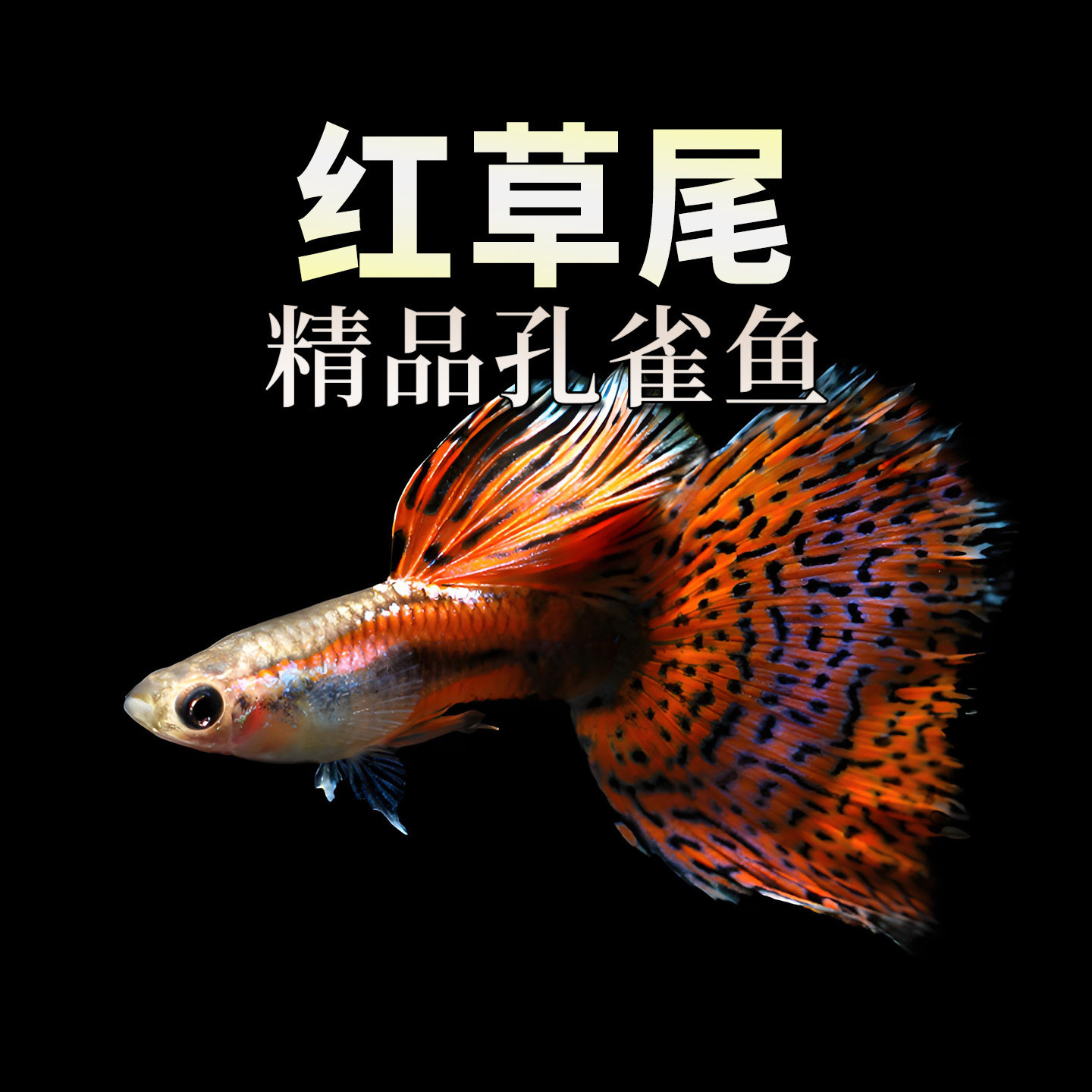 红草尾蓝兰草尾孔雀鱼大尾精品观赏鱼热带水草高端缎带怀孕母纯种