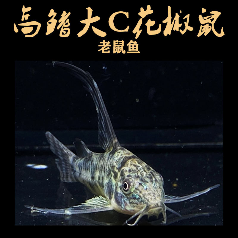 淡水活体小型清洁除藻