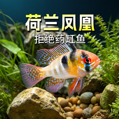 荷兰凤凰鱼短鲷七彩凤凰