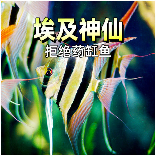 秘鲁埃及神仙鱼燕鱼淡水鱼小型鱼墨燕白神仙七彩神仙鱼活体鱼 - 封面