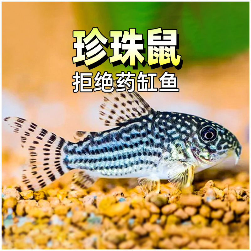 珍珠鼠鱼天星红翅珍珠鼠水草缸